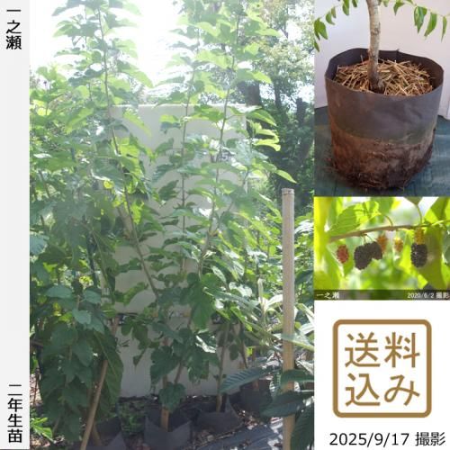 <img class='new_mark_img1' src='https://img.shop-pro.jp/img/new/icons14.gif' style='border:none;display:inline;margin:0px;padding:0px;width:auto;' />2025ǯͽʡ2ǯġ()Ƿ[ݥå 2024ǯ:LL]