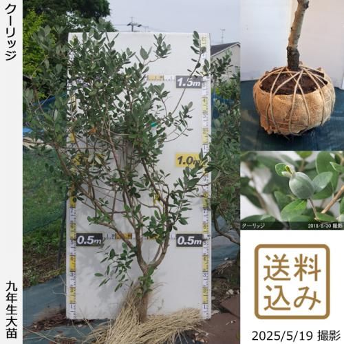 <img class='new_mark_img1' src='https://img.shop-pro.jp/img/new/icons14.gif' style='border:none;display:inline;margin:0px;padding:0px;width:auto;' />ڽ缡вġե祢 å[Ϸ 2017ǯ:LL]ռӡ緿