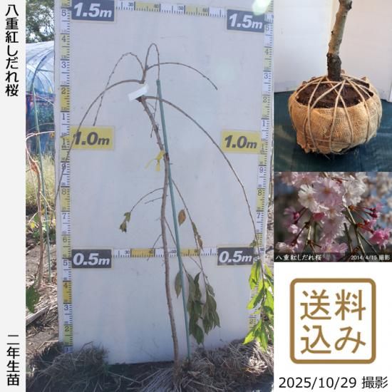 【順次出荷中】2年生苗◇サクラ