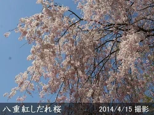 【順次出荷中】2年生苗◇サクラ