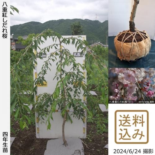 Amazon.co.jp: 八重しだれ桜八重しだれサクラ苗 高さ1.5M春開花
