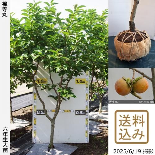 <img class='new_mark_img1' src='https://img.shop-pro.jp/img/new/icons14.gif' style='border:none;display:inline;margin:0px;padding:0px;width:auto;' />2025ǯͽʡġ(Դų) (󤸤ޤ)[Ϸ 2020ǯ:LL]ռӡ緿