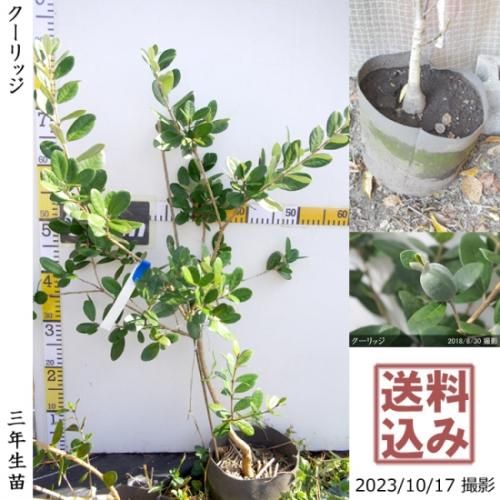 【2025年度予約商品】大苗◇