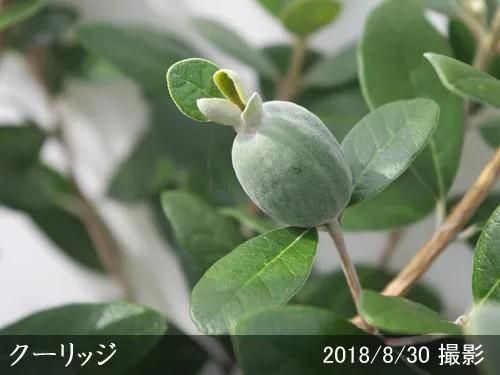 【2025年度予約商品】大苗◇