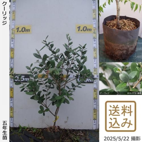 <img class='new_mark_img1' src='https://img.shop-pro.jp/img/new/icons14.gif' style='border:none;display:inline;margin:0px;padding:0px;width:auto;' />ڽ缡вġե祢 å[ݥå 2021ǯ:S]ռӡ
