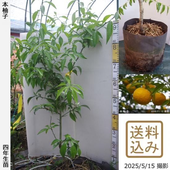 【2025年度予約商品】◇農薬