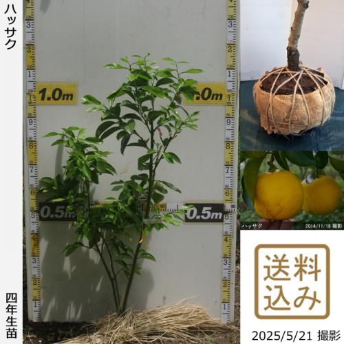 柑橘類 ハッサク(八朔)[四年生苗] - 果樹苗・大苗・苗木販売の隅田農園