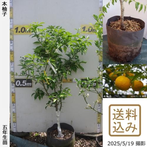 <img class='new_mark_img1' src='https://img.shop-pro.jp/img/new/icons14.gif' style='border:none;display:inline;margin:0px;padding:0px;width:auto;' />ڽ缡вۡԻѡڥॷﳲġ ͮ(ۤ椺)[ݥå 2021ǯ:M]