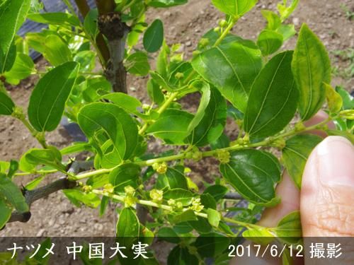 【2025年度予約商品】大苗◇