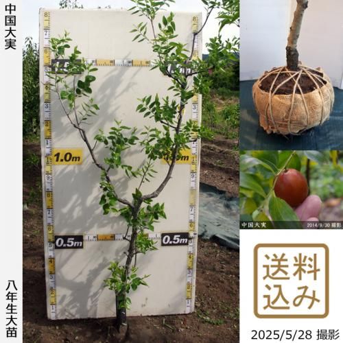 <img class='new_mark_img1' src='https://img.shop-pro.jp/img/new/icons14.gif' style='border:none;display:inline;margin:0px;padding:0px;width:auto;' />2025ǯͽʡġʥĥ(ܧ)[Ϸ 2018ǯ:LL]ռӡ