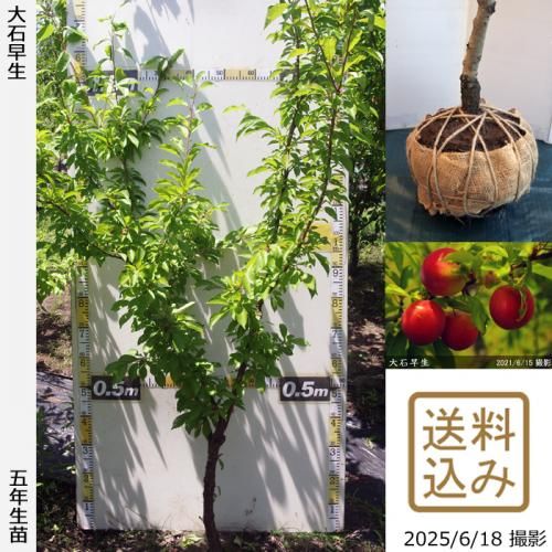 大石早生プラム苗木 約90cm 大株 プラム・スモモ 大石早生 苗 通販 苗木部 By 花ひろばオンライン