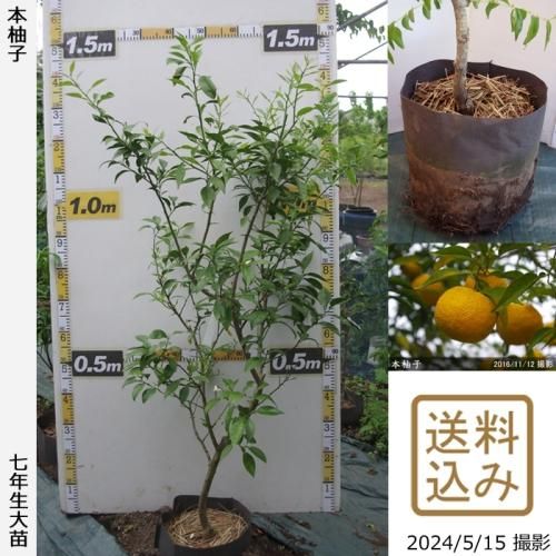 【順次出荷中】◇農薬不使用【エ