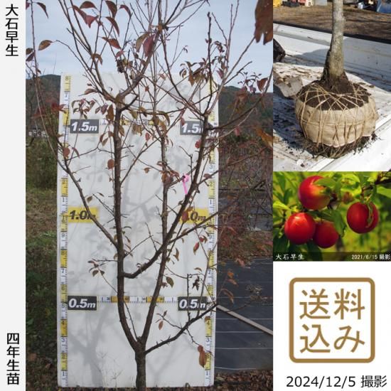 【順次出荷中】大苗◇スモモ(李