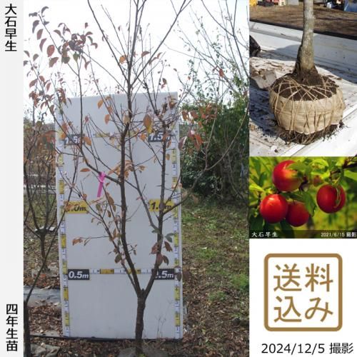 【順次出荷中】大苗◇スモモ(李