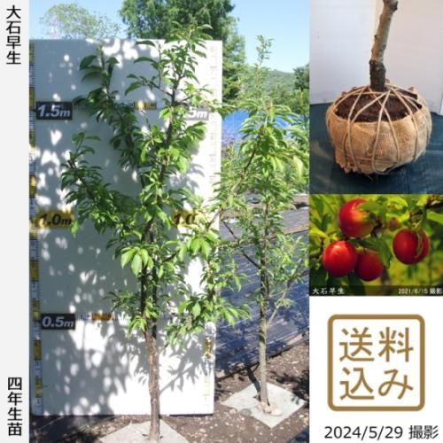 【順次出荷中】大苗◇スモモ(李