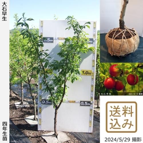 【順次出荷中】大苗◇スモモ(李