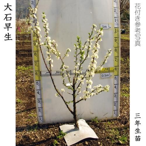 【順次出荷中】大苗◇スモモ(李