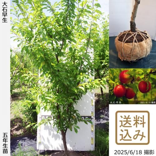 <img class='new_mark_img1' src='https://img.shop-pro.jp/img/new/icons14.gif' style='border:none;display:inline;margin:0px;padding:0px;width:auto;' />2025ǯͽʡġ( ץ)(碌)[Ϸ 2021ǯ:3L]ռӡ緿