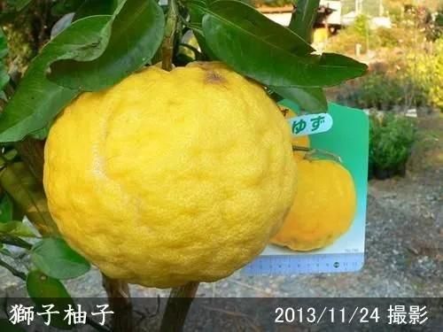 【2025年度予約商品】◇農薬