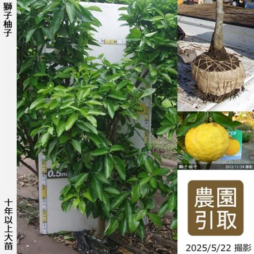 <img class='new_mark_img1' src='https://img.shop-pro.jp/img/new/icons14.gif' style='border:none;display:inline;margin:0px;padding:0px;width:auto;' />ڽ缡ۡԻѡڥॷﳲġ ͮ(椺ˤ)[Ϸ 2015ǯ:4L]ռӡΤ