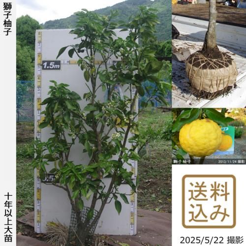 <img class='new_mark_img1' src='https://img.shop-pro.jp/img/new/icons14.gif' style='border:none;display:inline;margin:0px;padding:0px;width:auto;' />ڽ缡вۡԻѡڥॷﳲġ ͮ(椺ˤ)[Ϸ 2016ǯ:L]ռӡ緿آ󤷺Ѣ
