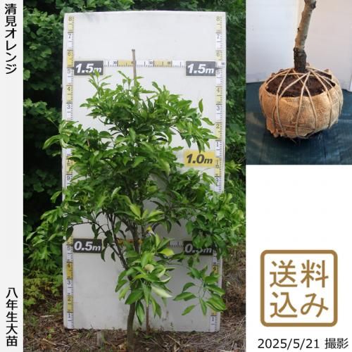 <img class='new_mark_img1' src='https://img.shop-pro.jp/img/new/icons14.gif' style='border:none;display:inline;margin:0px;padding:0px;width:auto;' />ڽ缡вۡԻѡڥॷﳲۡġ ()[Ϸ 2018ǯ:M]