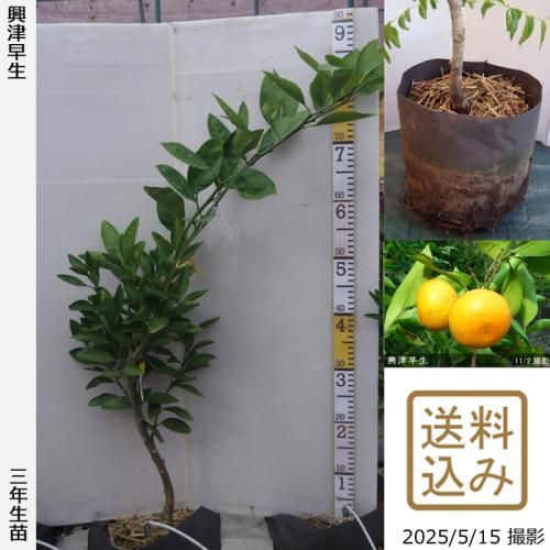 <img class='new_mark_img1' src='https://img.shop-pro.jp/img/new/icons14.gif' style='border:none;display:inline;margin:0px;padding:0px;width:auto;' />ڽ缡в3ǯġ ߤ [ݥå 2023ǯ:M]