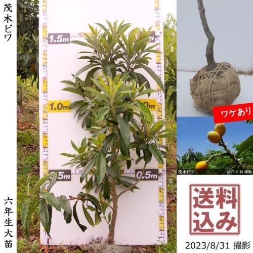 ġӥ() ڤӤ[Ϸ 2018ǯ:M]辰ꢡ