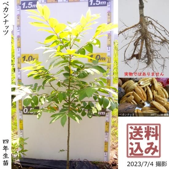 【順次出荷中】大苗◇ナッツ類