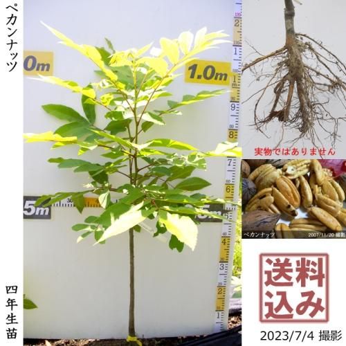【順次出荷中】大苗◇ナッツ類