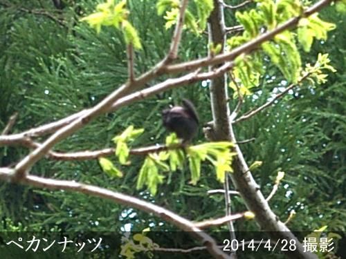 【順次出荷中】大苗◇ナッツ類