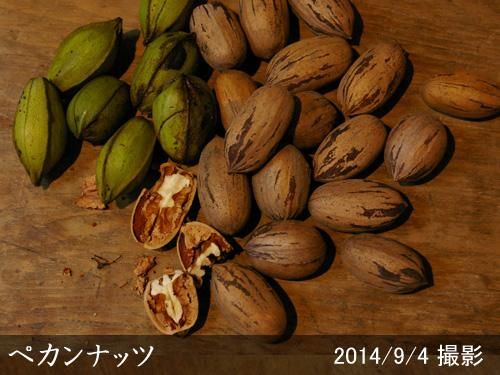 【順次出荷中】大苗◇ナッツ類