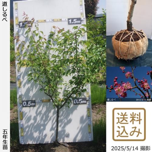 <img class='new_mark_img1' src='https://img.shop-pro.jp/img/new/icons14.gif' style='border:none;display:inline;margin:0px;padding:0px;width:auto;' />2025ǯͽʡġ() ƻ[Ϸ 2021ǯ:M]
