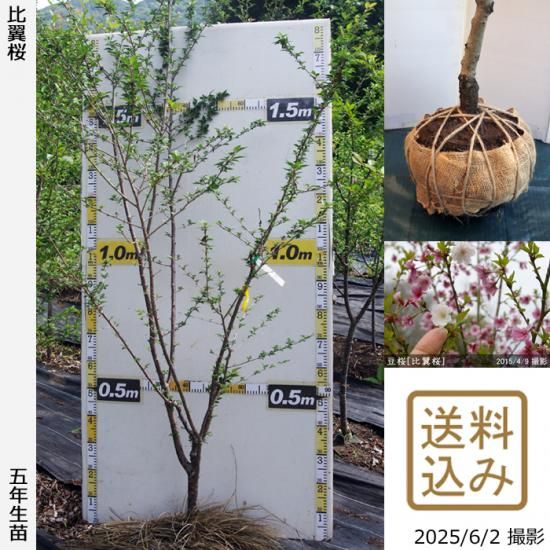 【2025年度予約商品】大苗◇