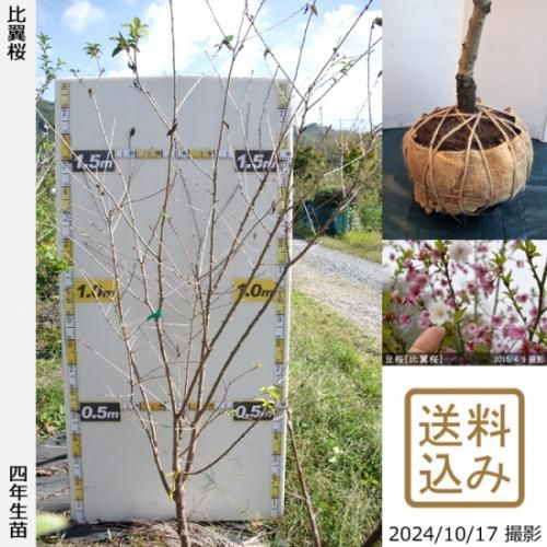 【2025年度予約商品】大苗◇