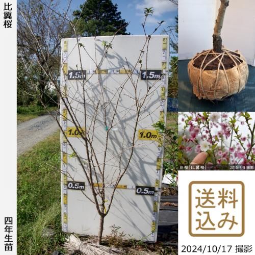【2025年度予約商品】大苗◇