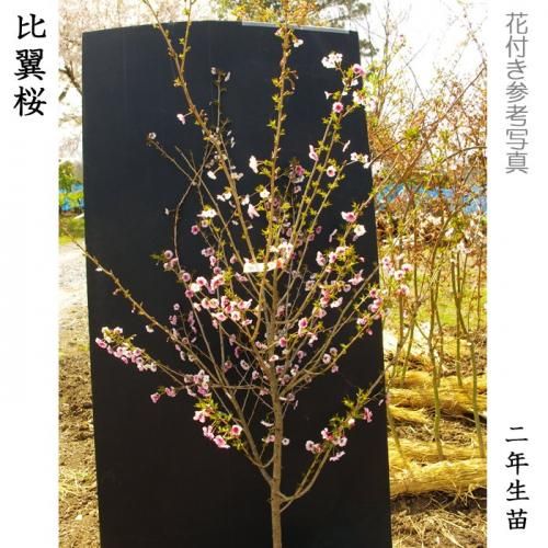 【2025年度予約商品】大苗◇