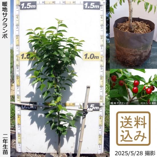 【順次出荷中】2年生苗◇暖地さ