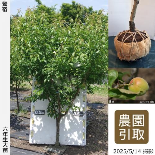 <img class='new_mark_img1' src='https://img.shop-pro.jp/img/new/icons14.gif' style='border:none;display:inline;margin:0px;padding:0px;width:auto;' />2025ǯͽʡġ()(夯)[Ϸ 2020ǯ:4L]ռӡΤ