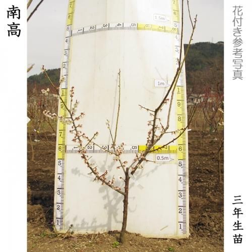 【2025年度予約商品】大苗◇