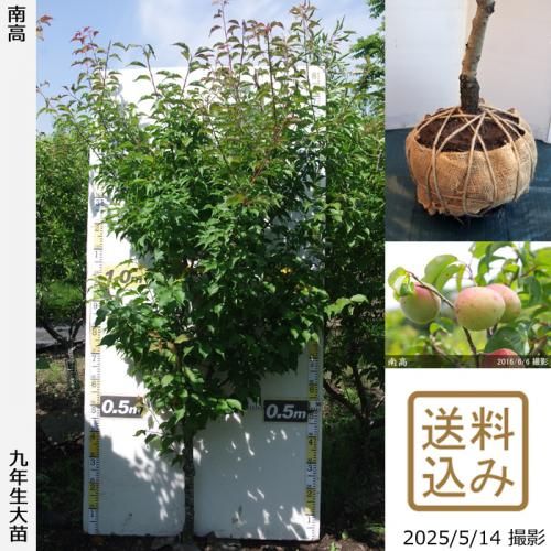 <img class='new_mark_img1' src='https://img.shop-pro.jp/img/new/icons14.gif' style='border:none;display:inline;margin:0px;padding:0px;width:auto;' />2025ǯͽʡġ()(ʤ󤳤)[Ϸ2017ǯ:M]ռӡ緿