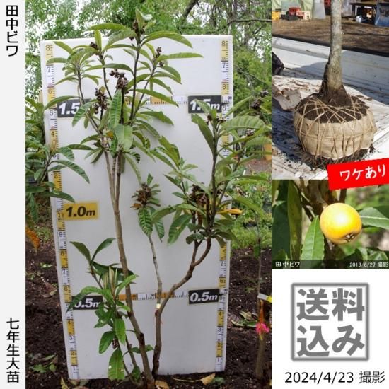【順次出荷中】大苗◇ビワ(枇杷