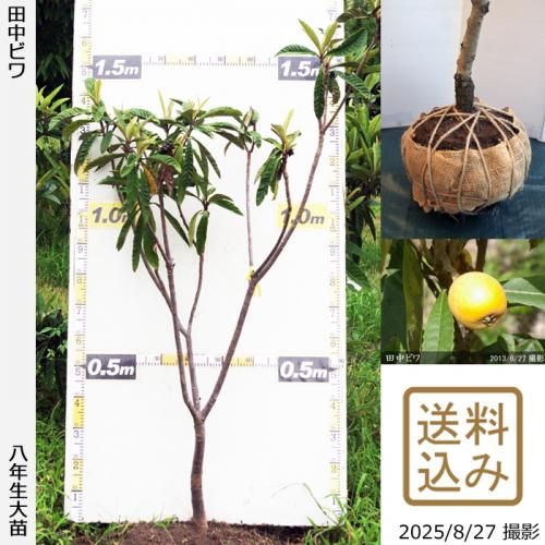 ڽ缡вġӥ() Ӥ[Ϸ 2018ǯ:M]ռӡ