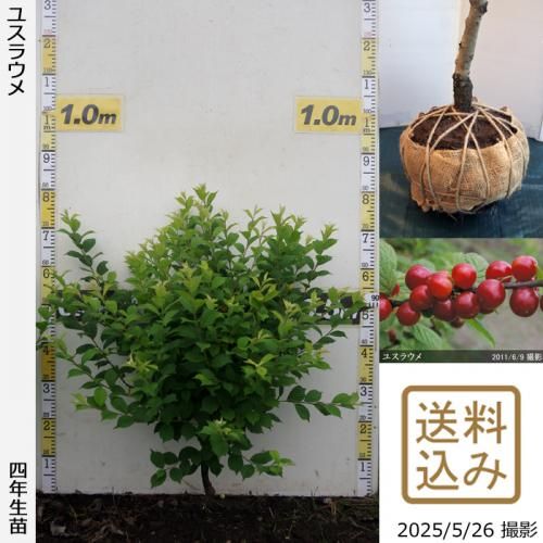 <img class='new_mark_img1' src='https://img.shop-pro.jp/img/new/icons14.gif' style='border:none;display:inline;margin:0px;padding:0px;width:auto;' />2025ǯͽʡġ楹饦()[Ϸ 2022ǯ:S]ռӡ