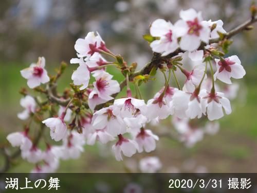 【2025年度予約商品】大苗◇