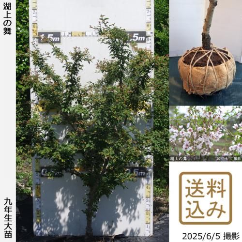<img class='new_mark_img1' src='https://img.shop-pro.jp/img/new/icons14.gif' style='border:none;display:inline;margin:0px;padding:0px;width:auto;' />2025ǯͽʡġ()Ʀ[о](ޥ᥶顦祦Υޥ)[Ϸ 2017ǯ:LL]緿