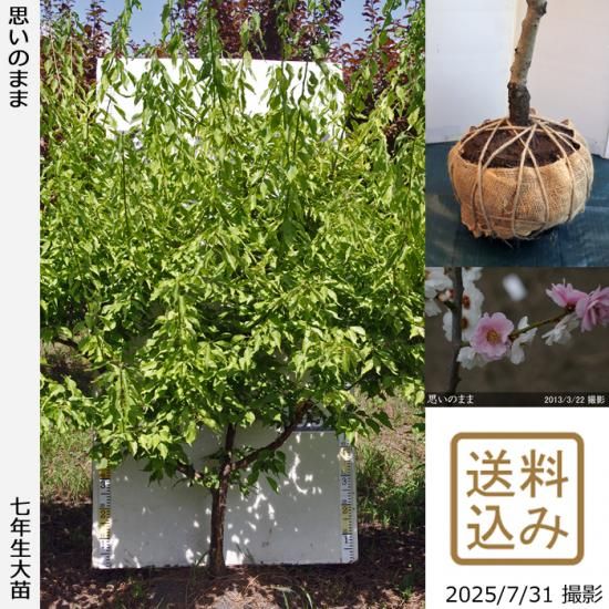 【順次出荷中】大苗◇ウメ(花梅
