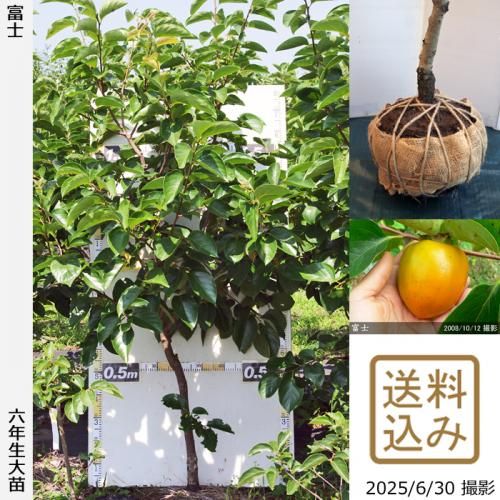<img class='new_mark_img1' src='https://img.shop-pro.jp/img/new/icons14.gif' style='border:none;display:inline;margin:0px;padding:0px;width:auto;' />2025ǯͽʡġ(³)ٻ(դ)[Ϸ 2020ǯ:LL]ռӡ緿
