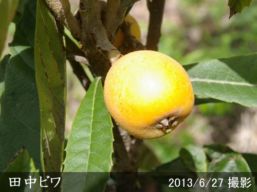 ビワ(枇杷) 田中びわ 地掘大苗 - 果樹苗・大苗・苗木販売の隅田農園