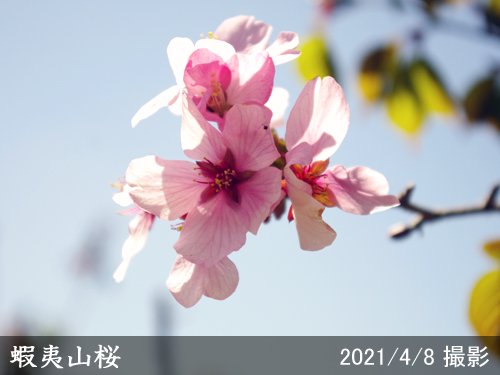 サクラ(桜) 蝦夷山桜(エゾヤマザクラ)大苗 - 果樹苗・大苗・苗木販売の隅田農園@京都亀岡